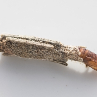 Trigonocyttara clandestina (Less-stick Case Moth) at Higgins, ACT - 9 Feb 2022 by AlisonMilton