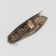 Trigonocyttara clandestina at Higgins, ACT - 9 Feb 2022 07:07 PM