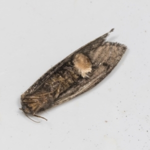 Trigonocyttara clandestina at Higgins, ACT - 9 Feb 2022