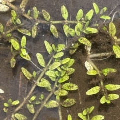 Elatine gratioloides (Waterwort) at Cotter River, ACT - 10 Feb 2022 by JaneR