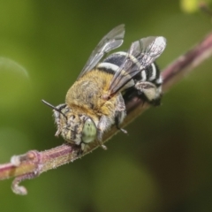 Amegilla sp. (genus) (Blue Banded Bee) at Higgins, ACT - 6 Jan 2022 by AlisonMilton