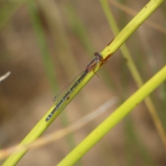 Xanthagrion erythroneurum (Red & Blue Damsel) at Googong, NSW - 10 Feb 2022 by SteveBorkowskis