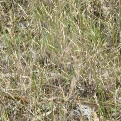 Agrostis capillaris (Brown Top Bent Grass) at Hackett, ACT - 5 Feb 2022 by abread111