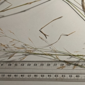 Agrostis capillaris at Hackett, ACT - 5 Feb 2022 11:19 AM