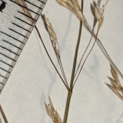 Agrostis capillaris at Hackett, ACT - 5 Feb 2022 11:19 AM