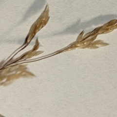 Agrostis capillaris at Hackett, ACT - 5 Feb 2022 11:19 AM