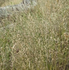 Agrostis capillaris at Hackett, ACT - 5 Feb 2022 11:19 AM