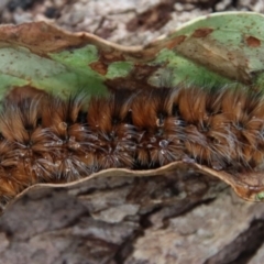 Anthela (genus) immature (Unidentified Anthelid Moth) at Mongarlowe, NSW - 10 Feb 2022 by LisaH