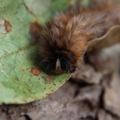 Anthela (genus) immature at Mongarlowe, NSW - 10 Feb 2022