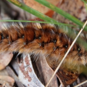 Anthela (genus) immature at Mongarlowe, NSW - 10 Feb 2022