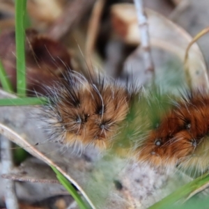 Anthela (genus) immature at Mongarlowe, NSW - 10 Feb 2022