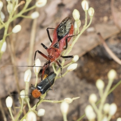 Gminatus australis (Orange assassin bug) at The Pinnacle - 10 Jan 2022 by AlisonMilton