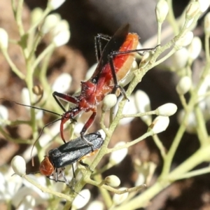 Gminatus australis at Hawker, ACT - 10 Jan 2022 11:29 AM