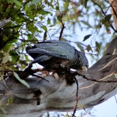 Callocephalon fimbriatum at Hughes, ACT - suppressed