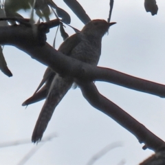 Cacomantis flabelliformis (Fan-tailed Cuckoo) at Tidbinbilla Nature Reserve - 8 Feb 2022 by RodDeb