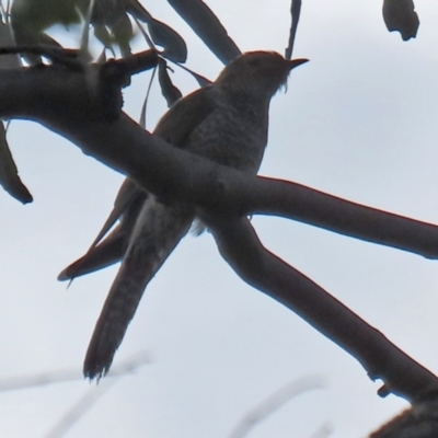 Cacomantis flabelliformis (Fan-tailed Cuckoo) at Paddys River, ACT - 8 Feb 2022 by RodDeb