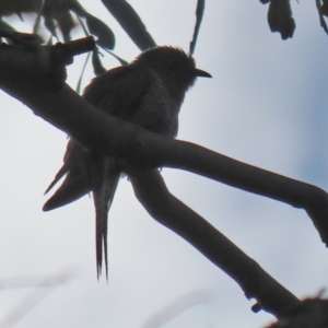 Cacomantis flabelliformis at Paddys River, ACT - 8 Feb 2022