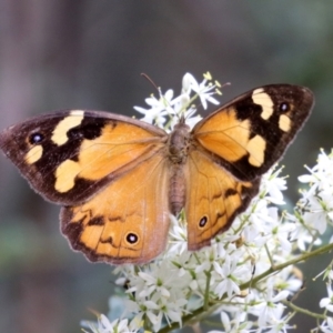 Heteronympha merope at Paddys River, ACT - 8 Feb 2022 01:55 PM