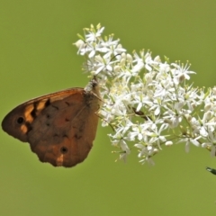 Heteronympha merope at Paddys River, ACT - 8 Feb 2022 01:55 PM