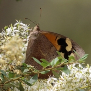 Heteronympha merope at Paddys River, ACT - 8 Feb 2022 01:55 PM