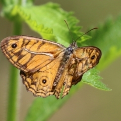 Geitoneura acantha (Ringed Xenica) at Paddys River, ACT - 8 Feb 2022 by RodDeb