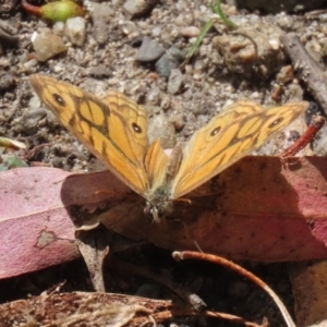 Geitoneura acantha at Paddys River, ACT - 8 Feb 2022 02:12 PM