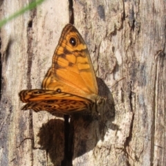 Geitoneura acantha at Paddys River, ACT - 8 Feb 2022