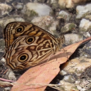 Geitoneura acantha at Paddys River, ACT - 8 Feb 2022 02:12 PM