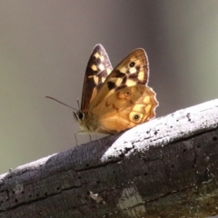 Heteronympha paradelpha (Spotted Brown) at Paddys River, ACT - 8 Feb 2022 by RodDeb