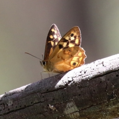 Heteronympha paradelpha (Spotted Brown) at Paddys River, ACT - 8 Feb 2022 by RodDeb