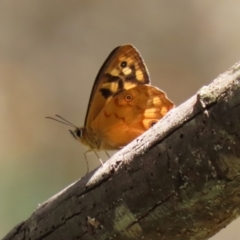 Heteronympha paradelpha at Paddys River, ACT - 8 Feb 2022 01:41 PM