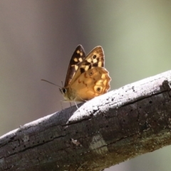 Heteronympha paradelpha at Paddys River, ACT - 8 Feb 2022 01:41 PM