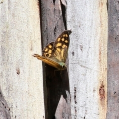 Heteronympha paradelpha at Paddys River, ACT - 8 Feb 2022 01:41 PM