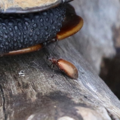 Ecnolagria grandis (Honeybrown beetle) at Tidbinbilla Nature Reserve - 8 Feb 2022 by RodDeb