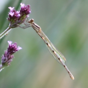 Austrolestes leda at Tidbinbilla Nature Reserve - 8 Feb 2022