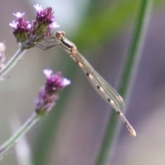 Austrolestes leda at Tidbinbilla Nature Reserve - 8 Feb 2022 04:07 PM