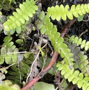 Blechnum penna-marina at Cotter River, ACT - 10 Feb 2022