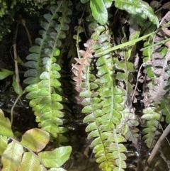 Blechnum penna-marina at Cotter River, ACT - 10 Feb 2022