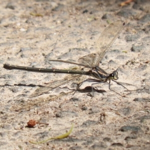 Argiolestidae (family) at Tidbinbilla Nature Reserve - 8 Feb 2022 03:17 PM