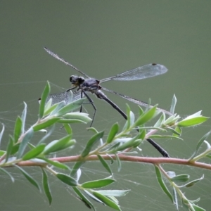 Argiolestidae (family) at Tidbinbilla Nature Reserve - 8 Feb 2022 03:17 PM