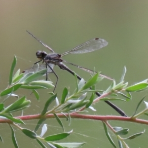 Argiolestidae (family) at Tidbinbilla Nature Reserve - 8 Feb 2022 03:17 PM