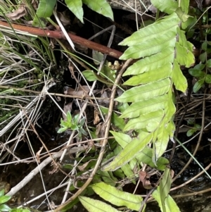 Blechnum wattsii at Cotter River, ACT - 10 Feb 2022 12:01 PM