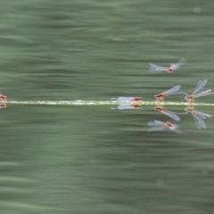 Xanthagrion erythroneurum at Tidbinbilla Nature Reserve - 8 Feb 2022