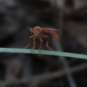 Humerolethalis sergius at Paddys River, ACT - 8 Feb 2022 02:36 PM