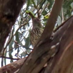 Oriolus sagittatus at Paddys River, ACT - 8 Feb 2022 01:28 PM