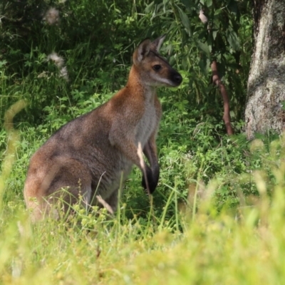 Notamacropus rufogriseus (Red-necked Wallaby) at Tidbinbilla Nature Reserve - 8 Feb 2022 by RodDeb