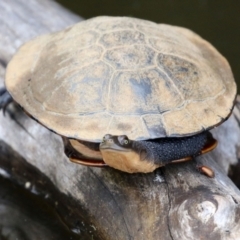 Chelodina longicollis (Eastern Long-necked Turtle) at Tidbinbilla Nature Reserve - 8 Feb 2022 by RodDeb