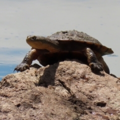 Chelodina longicollis at Paddys River, ACT - 8 Feb 2022 04:12 PM