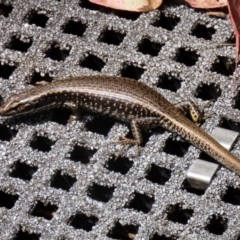 Eulamprus heatwolei (Yellow-bellied Water Skink) at Tidbinbilla Nature Reserve - 8 Feb 2022 by RodDeb