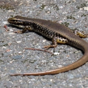 Eulamprus heatwolei at Paddys River, ACT - 8 Feb 2022